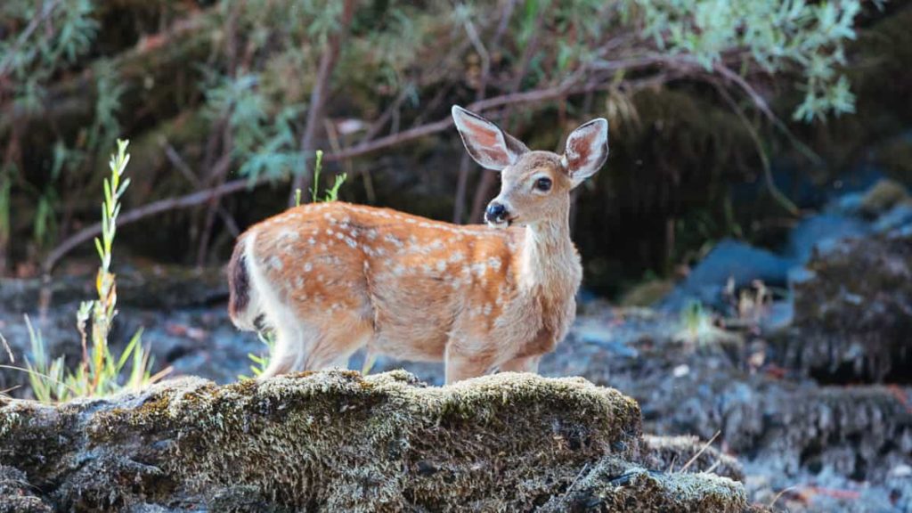 Black-Tailed Deer on the Rogue River