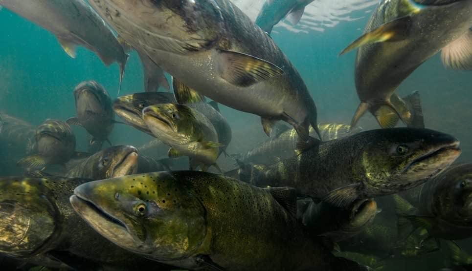 Chinook in the Rogue River 1200x669 by Mark Conlin-Alamy Stock