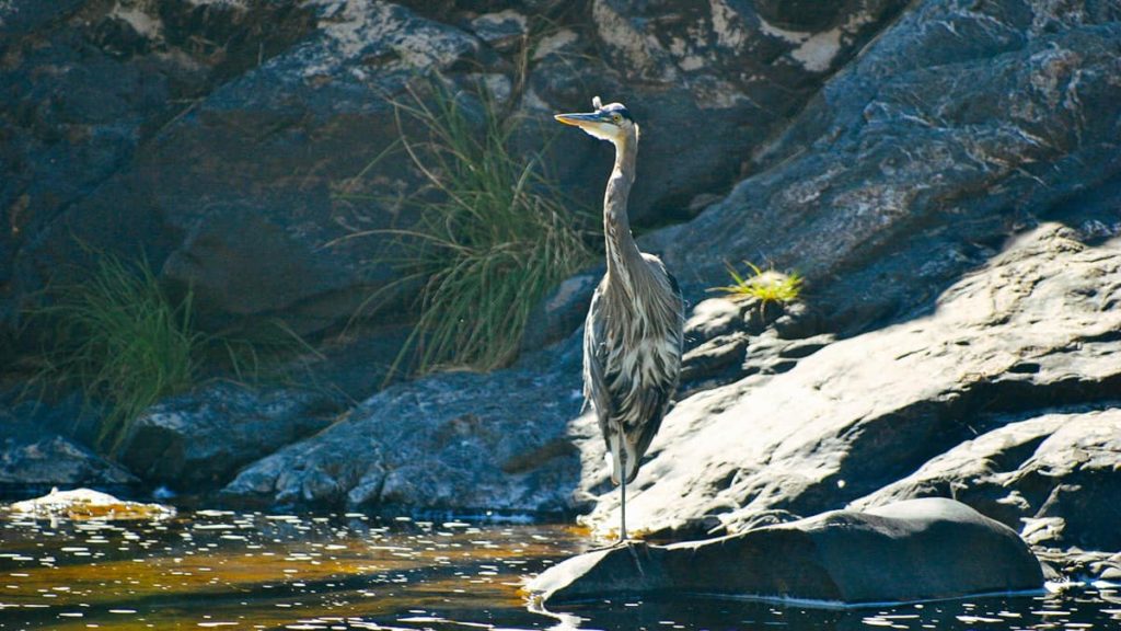 Great Blue Heron on the Rogue River
