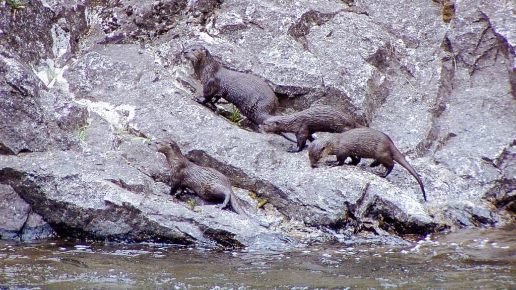 A Family of River Otters