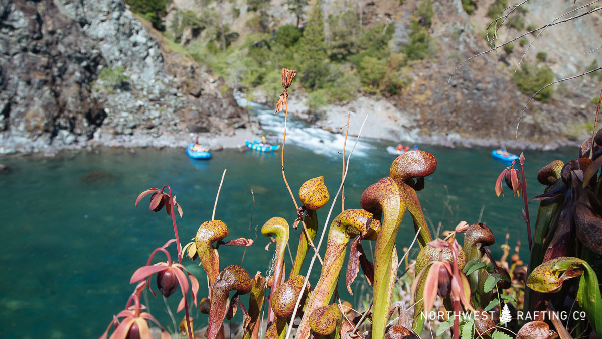 Darlingtonia with the confluence of Indigo Creek and the Illinois River in the background