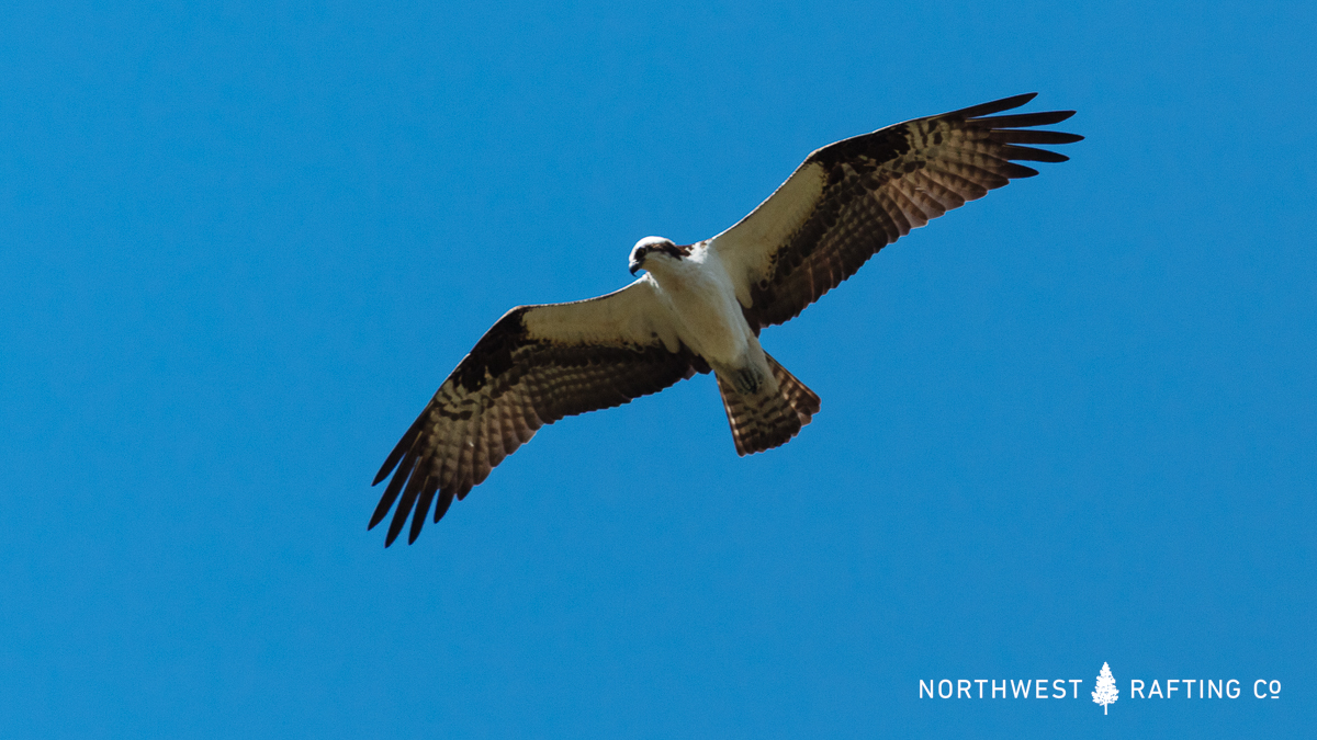 Osprey are Common in the Wild Rogue Wilderness